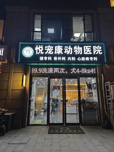爱猫就要用心照顾好它