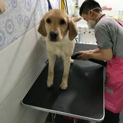 宠物小瑶:宠物生活指南,养宠必备!