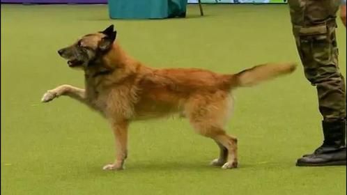 一只军犬当众表演踢正步，结果下一秒上演精彩一幕，镜头拍下全程
