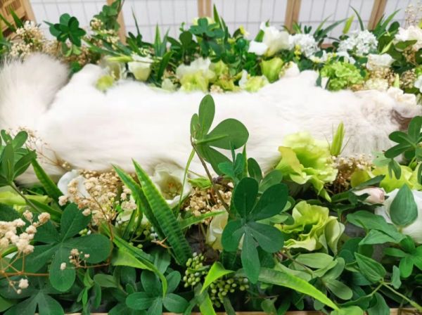 武汉宠物丧葬 动物火葬场 宠物安葬 小狗死亡 猫火化 高素质，合理安排
