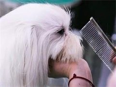 武汉狗狗行为问题纠正-收费标准