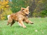 武汉宠物训练学校-训犬电话