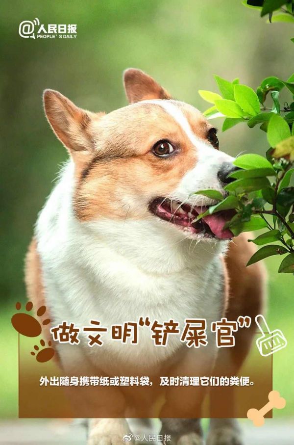 人民日报：如果决定接纳一条生命，就请负责任地陪它一生！ ​