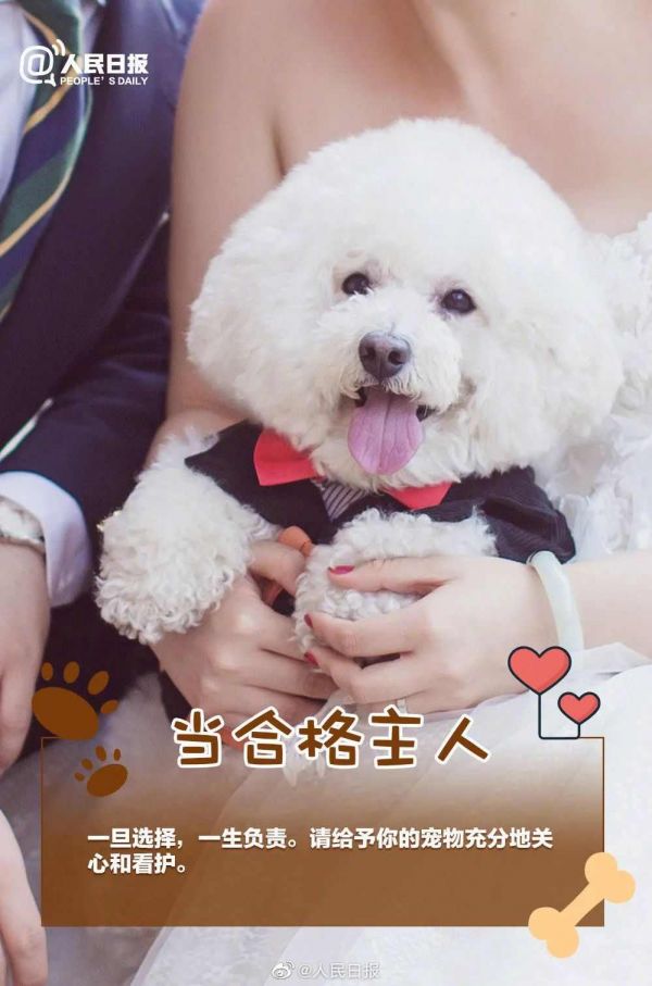 人民日报：如果决定接纳一条生命，就请负责任地陪它一生！ ​