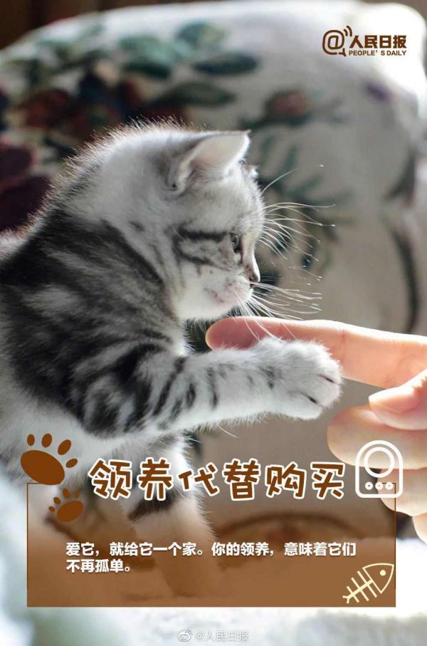 人民日报：如果决定接纳一条生命，就请负责任地陪它一生！ ​
