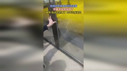烧烤店经常喂养的流浪猫，带着老鼠来报恩了，猫咪我送吃的来了 咋不让我进去