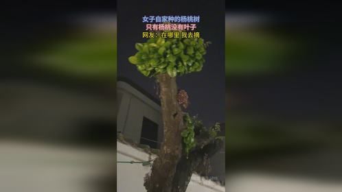 女子自家种的杨桃树，只有杨桃没有叶子，网友：在哪里 我去摘
