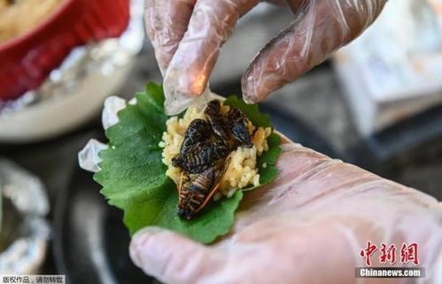 宠物饮食：小龙虾对狗安全吗？