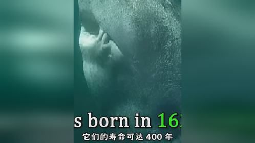 地球上最古老的鲨鱼