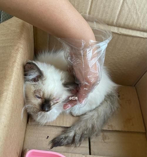 猫瘟时，你的猫咪会疼吗（了解猫瘟的症状和治疗方法）