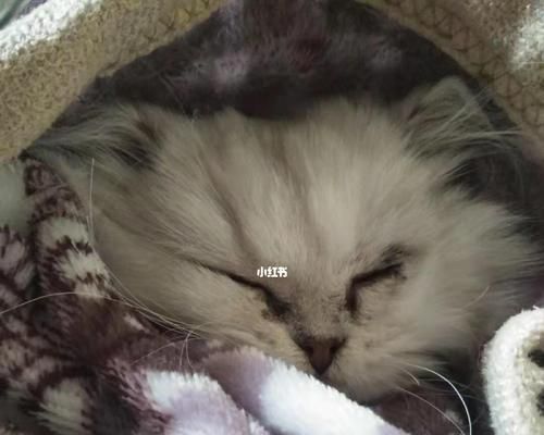 猫瘟时，你的猫咪会疼吗（了解猫瘟的症状和治疗方法）