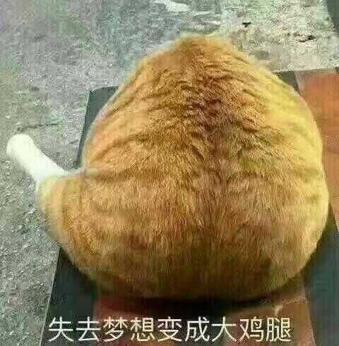 宠物肚子疼，表情痛苦，蜷缩不动。