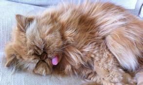猫咪舔人真的很疼吗（揭秘猫咪舔人疼痛的真相）