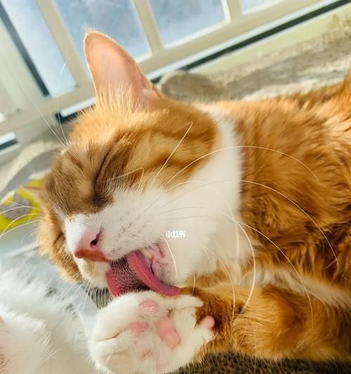 猫咪舔人真的很疼吗（揭秘猫咪舔人疼痛的真相）