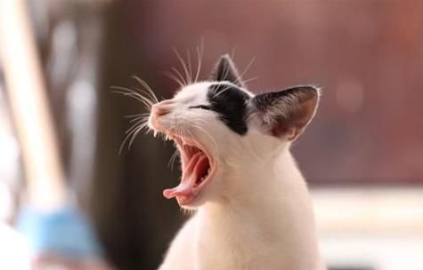 猫咪舔人真的很疼吗（揭秘猫咪舔人疼痛的真相）
