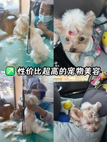 哪吒探店｜我的小狗终于不潦草啦❗️