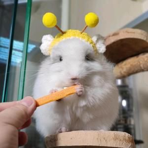 北京美美龙猫宠物店头像