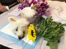惠南镇宠物火化爱相随宠物火化中心