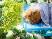 惠南宠物火化宠物殡葬动物尸体无害化处理