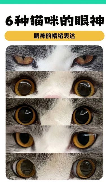 猫猫的六种眼神，你读懂了么