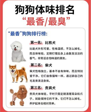 没想到最香的狗狗，竟然是它？！你家养他就赚了