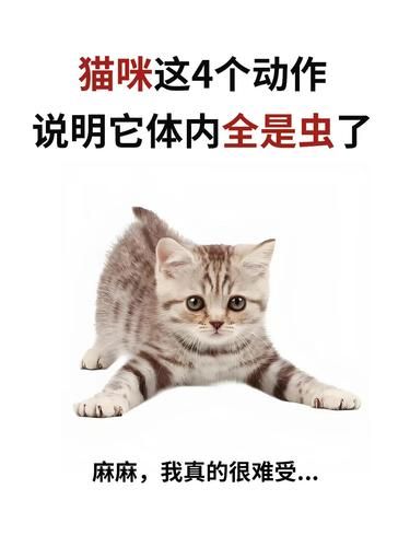 猫咪有这几个动作，说明它体内全是虫！