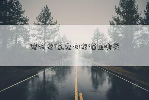 宠物龙猫,宠物龙猫在哪买