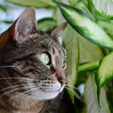 新手养猫需要准备什么