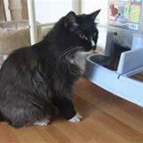 和猫咪共用餐具?你愿意,猫愿意吗?