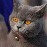 购买英国短毛猫用品的注意事项