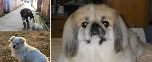 京巴犬来到新家,主人应当注意什么,这些细节常常会被忽略