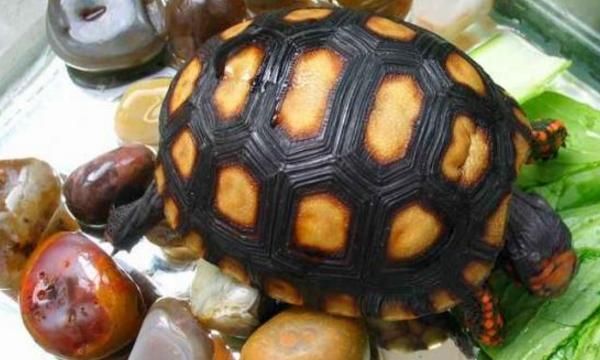 适合小孩子养迷你宠物（便宜好养的8种小宠物）