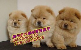 一、认识宠物狗嘴套的重要性