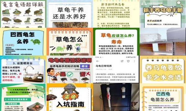 乌龟饲养手册
