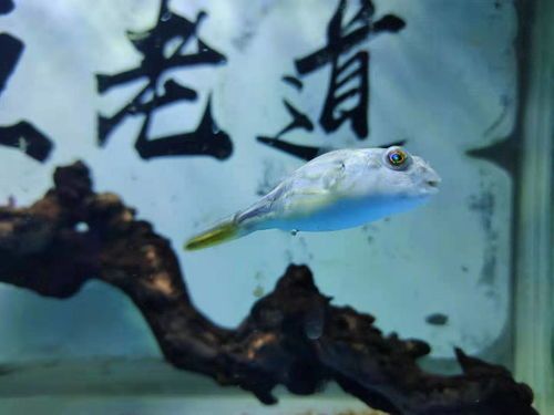 观赏鱼标本制作:活鱼速冻,切片染色,保存展示。