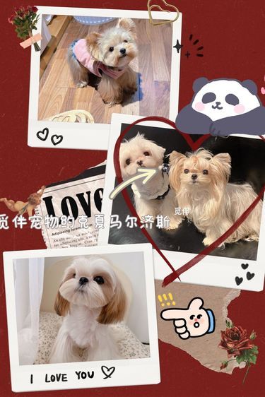 觅伴洗护我真的想推荐无数次