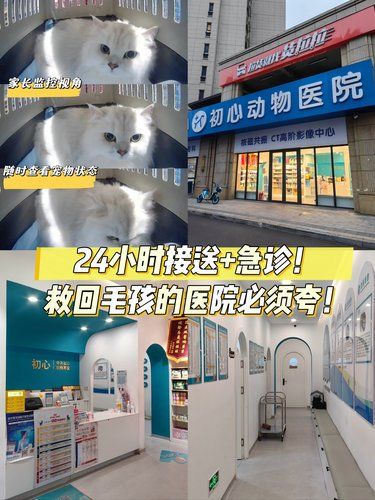 急诊接送救回猫命❗青岛这家24小时医院太暖了