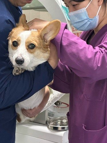 青岛靠谱宠物医院在哪里？良心靠谱无惧被坑
