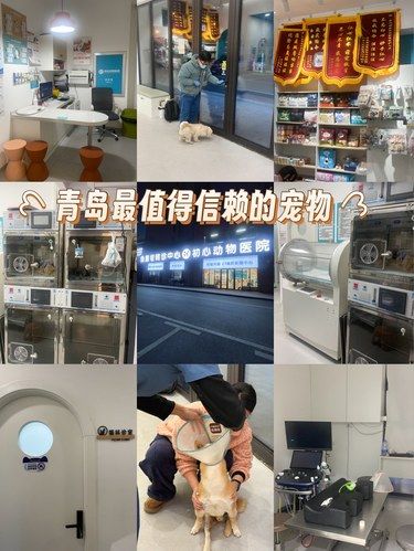 青岛！选择这家靠谱的宠物医院！是我对毛孩子最