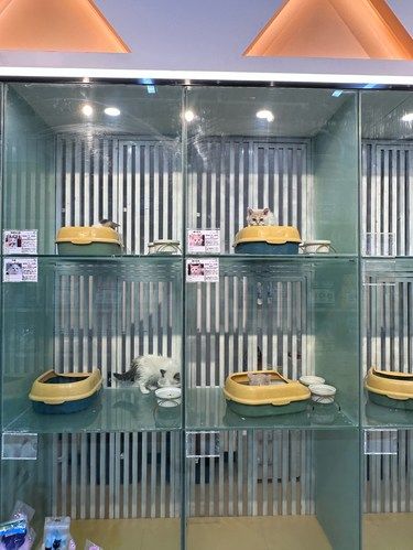 温州宠物店（附价格！！