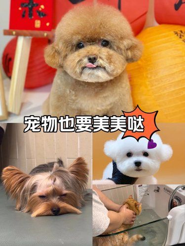 我家萌宠的新造型，漂亮极了[爱心]