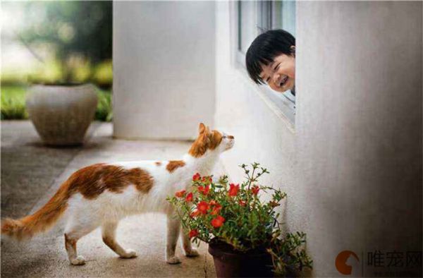 新手养猫基础知识 初学者注意事项