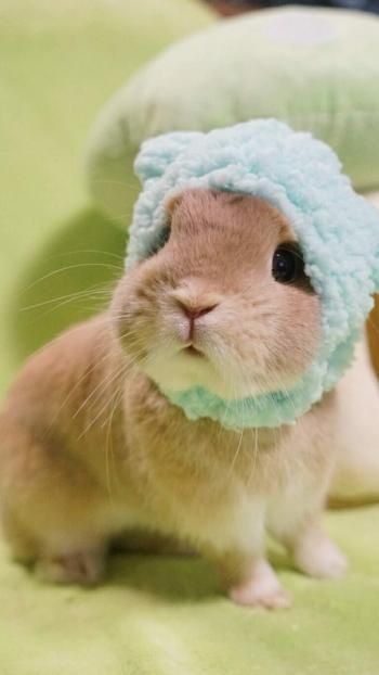 超萌宠物鼠iPhone锁屏壁纸
