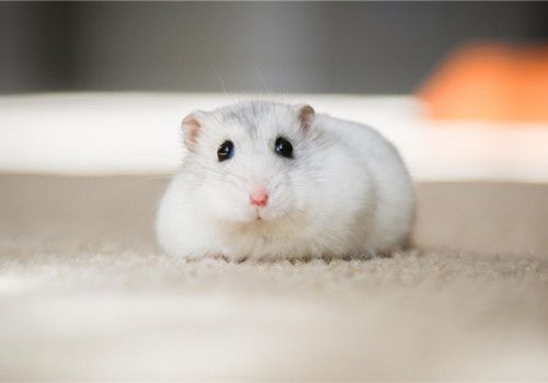 可爱
