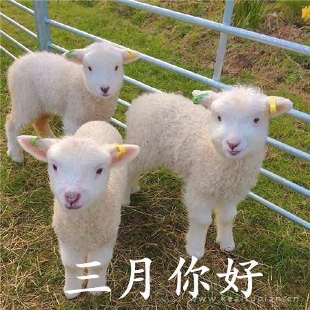 三月你好文字配图可爱小动物治愈图片