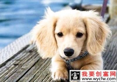 <a href=https://www.wycfw.com/kaidian/cw/ target=_blank class=infotextkey>宠物</a>驱虫什么时候做比较好？