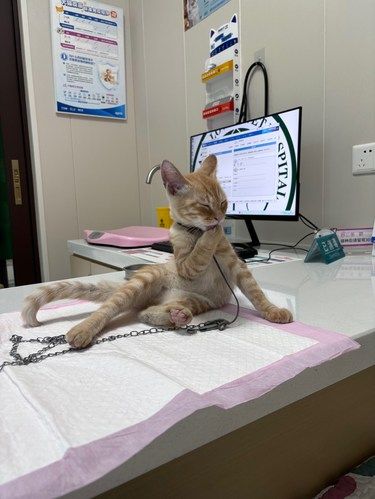 不怕医生的橘猫长什么样