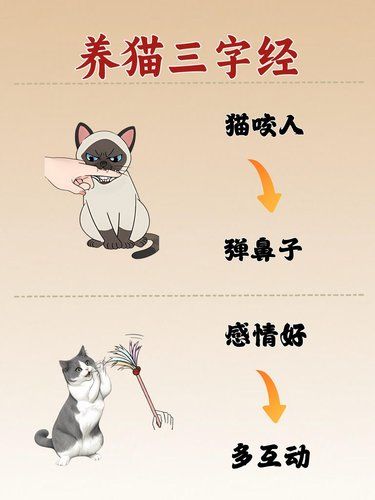 养猫三字经