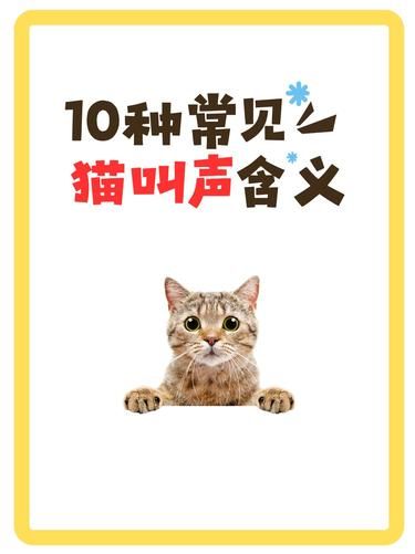 你家猫主子在说什么