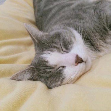犬猫低血糖的原因